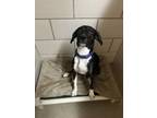 Adopt Oreo a Mixed Breed