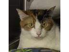 Adopt Peppercorn a Domestic Short Hair