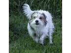 Adopt Willa a Terrier, Mixed Breed
