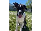 Adopt Neo a Mastiff / Mixed dog in Kelowna, BC (41441044)