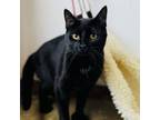 Adopt Stormy a Domestic Short Hair