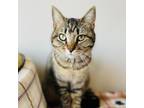 Adopt Lakelyn a Domestic Short Hair