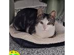 Adopt Firefly a Domestic Short Hair