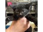 Adopt Leah a Domestic Short Hair