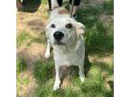Adopt Effie + 2 - Stray Hold 5/18 a Mixed Breed