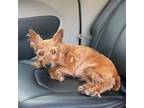 Adopt Lucille Stray Hold 5/18 a Mixed Breed, Yorkshire Terrier