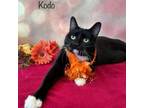 Adopt Kodo a Domestic Short Hair