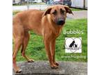 Adopt Bubbles a Shepherd