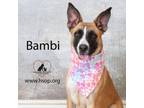 Adopt Bambi a Boxer, Shepherd