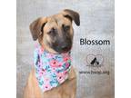 Adopt Blossom a Shepherd