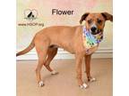 Adopt Flower a Boxer