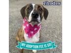 Adopt Rhodes a Mixed Breed