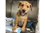 Adopt Cinnamon a Mixed Breed