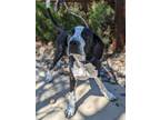 Adopt Louise a Black Hound (Unknown Type) dog in Pagosa Springs, CO (41397373)