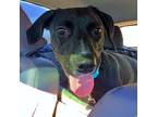 Adopt Kayla a Black Labrador Retriever / Hound (Unknown Type) dog in Wichita