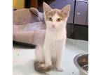 Adopt Erika Jayne a Gray or Blue Domestic Shorthair cat in Wichita