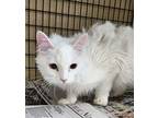 Adopt Trudie a Domestic Long Hair