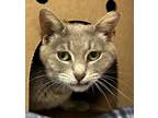 Adopt Myrtle The Turtle a Domestic Short Hair