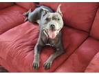 Adopt Nani a Pit Bull Terrier, Mixed Breed