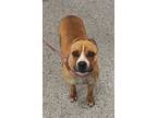 Adopt Chipmunk a Pit Bull Terrier, Mixed Breed