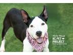 Adopt Hula Hoop a Pit Bull Terrier, Mixed Breed