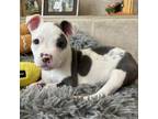 Adopt Peppa - Costa Mesa Location **Available to Meet and Adopt on5/18 a Terrier