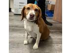 Adopt Gracie Lou - Claremont Location a Beagle