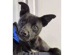 Adopt Cookie a Mixed Breed