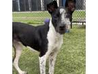 Adopt ChaCha a Cattle Dog