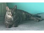 Adopt Steven (bonded To Sally) a Domestic Shorthair / Mixed cat in Chilliwack