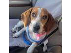Adopt Shauna a Beagle