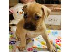 Adopt Papaya a American Staffordshire Terrier