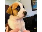 Adopt Banyan a American Staffordshire Terrier