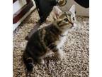 Adopt Beatrice a Domestic Short Hair