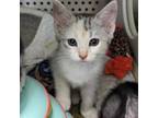 Adopt Sesame a Domestic Short Hair