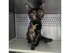 Adopt Calliope a Domestic Short Hair