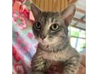 Adopt Iris a Domestic Short Hair