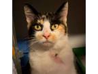 Adopt Nellie Mae a Domestic Short Hair