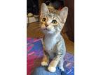 Adopt BUTTERCUP - Kitten friendly and social! a Tabby, Abyssinian