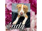 Adopt Lady a Beagle, Pit Bull Terrier