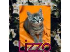 Adopt Lizzo a Domestic Short Hair