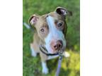 Adopt Bingo a American Pit Bull Terrier / Mixed dog in Vancouver, WA (41442130)