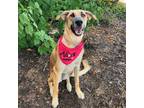 Adopt Carmel PK a German Shepherd Dog, Black Mouth Cur