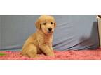 Golden Retriever Puppy for sale in Tyler, TX, USA