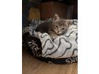 Adopt Mila (Pre-adopt only) a Domestic Short Hair, Tabby