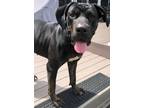 Adopt Carla a Mastiff, Pit Bull Terrier