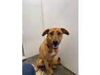 Adopt Royale a Mixed Breed