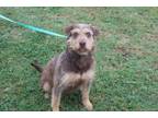 Adopt Cocoa a Wirehaired Terrier