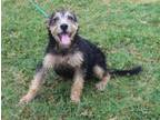 Adopt Bailey a Wirehaired Terrier