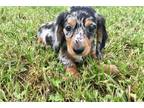 Mutt Puppy for sale in Springfield, MO, USA